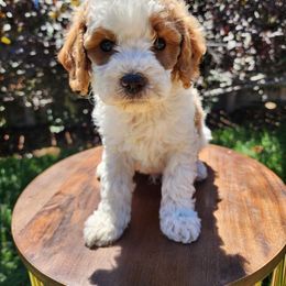 Mochi - Blenheim male Cavapoo puppy in Roseville, California from Heavenly Goldendoodles