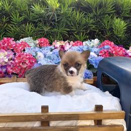 Pembroke Welsh Corgi Puppies from AW Corgis