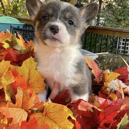 Pembroke Welsh Corgi Puppies from Corgitown