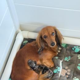Stella - Dachshund