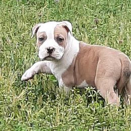 American Staffordshire Terrier and French Bulldog Puppies from Cicero Kennels