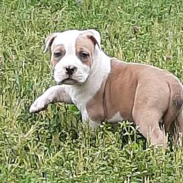 American Staffordshire Terrier and French Bulldog Puppies from Cicero Kennels