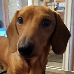 Hank - Dachshund
