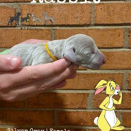 RABBIT - Silver gray female Weimaraner puppy in Ferrum, Virginia from LAAT Weims