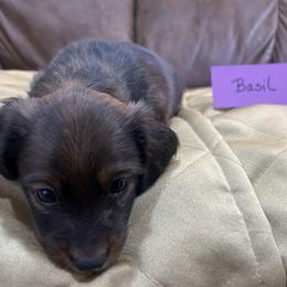 Basil - Chocolate and tan male Dachshund puppy in Crawford, Colorado from Spotted Doxie Ranch