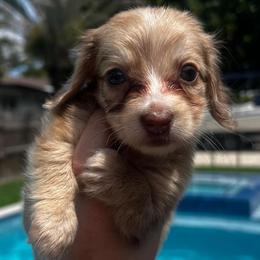 Annie - Dapple female Dachshund puppy in Miami, Florida from Maitime Dachshund