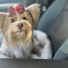 Evie - Yorkshire Terrier