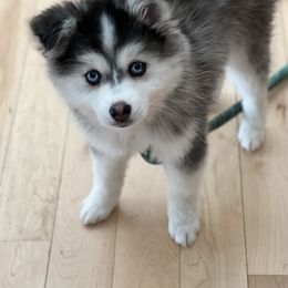Pomsky Puppies from Granite State Pomskies