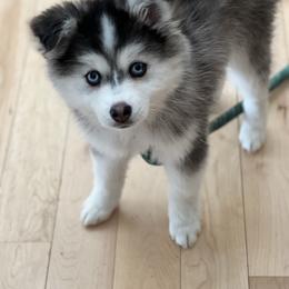 Pomsky Puppies from Granite State Pomskies