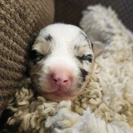 AKC - Quad Clear Merle - Boy 1 - Blue merle and white male Cardigan Welsh Corgi puppy in Tombstone, Arizona from WeVolution Off-Grid