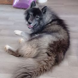 Ace - Agouti and white male Siberian Husky puppy in West Liberty, Ohio from Skyfallsiberians