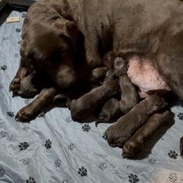 4 females - Chocolate female Labrador Retriever puppy in Worland, Wyoming from Wind River Labrador’s