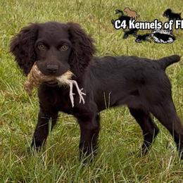 Teeter - Boykin Spaniel