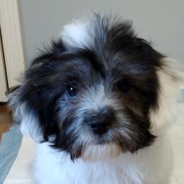 Coton de Tulear Puppies from Coton Country
