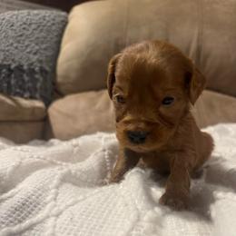 Rufus - Red  male Goldendoodle puppy in Graham, North Carolina from Geise Meadow Doodles