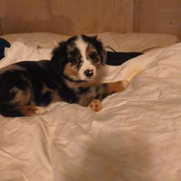Tipper - Blue merle male Toy Australian Shepherd puppy in Jennings, Oklahoma from Casual Country Aussies