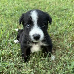 Ozzy - Black and white male Border Collie puppy in Shawnee, Oklahoma from Cross K Working Collies
