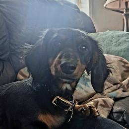 Marcie - Dachshund