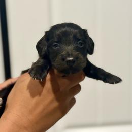 Romeo - Black male Dachshund puppy in Surprise, Arizona from D&C Royal Dachshunds LLC