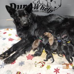 Boy 3 - Black male German Shepherd puppy in Fort Jennings, Ohio from Von Holtzapple German shepherds
