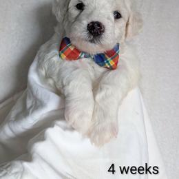 Boy 3 - White male Bichon Frise puppy in Towson, Maryland from Baltimore Bichons, Inc.