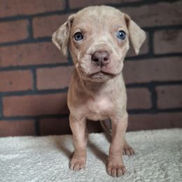 Lilac Fawn Merle Female 2 - Merle female Great Dane puppy in Cunningham, Kansas from Garden Grove Great Danes