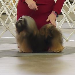 Mabel - Havanese