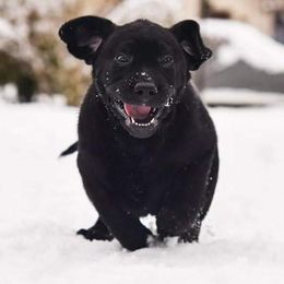 Labrador Retrievers from Great Lakes Labs
