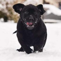 Labrador Retrievers from Great Lakes Labs