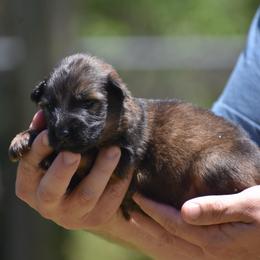 Sable female - Sable female German Shepherd puppy in Marianna, Florida from Haus M Godwin