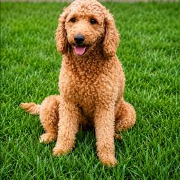 Ginger - Goldendoodle
