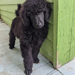 Poodle Puppies from Alue Standard Poodles