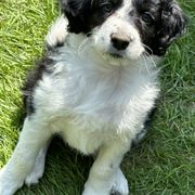 Bordoodle Puppies from Bordoodles of Maine