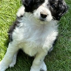 Bordoodle Puppies from Bordoodles of Maine
