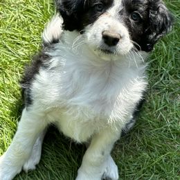 Bordoodle Puppies from Bordoodles of Maine
