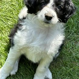 Bordoodle Puppies from Bordoodles of Maine