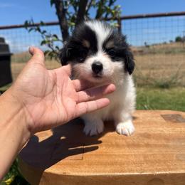 Cash - Black and tan male Pembroke Welsh Corgi puppy in Red Bluff, California from Wilder Ranch Corgis