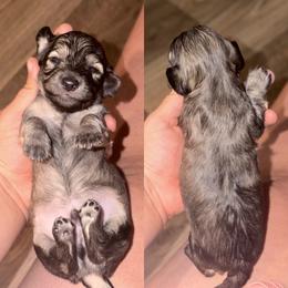 Bayou - Cream male Dachshund puppy in Hornbeck, Louisiana from A&Z Mini Dachshunds