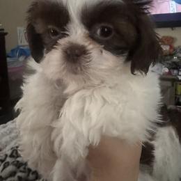 Shih Tzu Puppies from Wood Foo Breeders