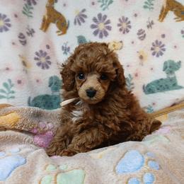 Claudette - Red  female Poodle puppy in Blanch, North Carolina from Faithful Hearts Kennel