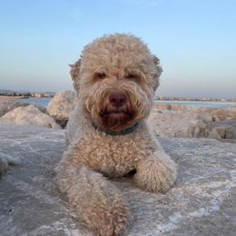 Abigail - Affenpinscher