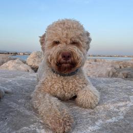 Abigail - Affenpinscher