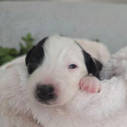 Oreo - Black & white female Australian Shepherd puppy in Summerville, South Carolina from Flowertown Aussies
