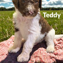 Teddy - Parti male Goldendoodle puppy in Ellenburg Center, New York from Kristin's Puppies