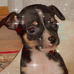Miniature Pinschers from Min Pin Puppy Time