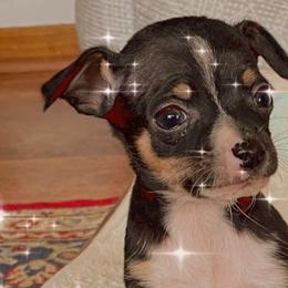 Miniature Pinschers from Min Pin Puppy Time