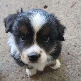 Jar Jar Binks - Black tri male Miniature American Shepherd puppy in Vancouver, Washington from BonDrew's Miniature American Shepherds