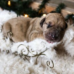 Great Dane Puppies from Pepper Mae Danes