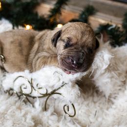 Great Dane Puppies from Pepper Mae Danes