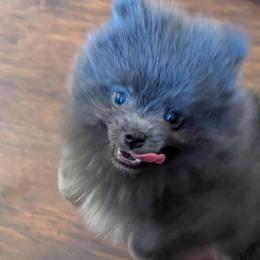 Arrow - Blue and tan female Pomeranian puppy in Danielsville, Georgia from PassionatePomPoms